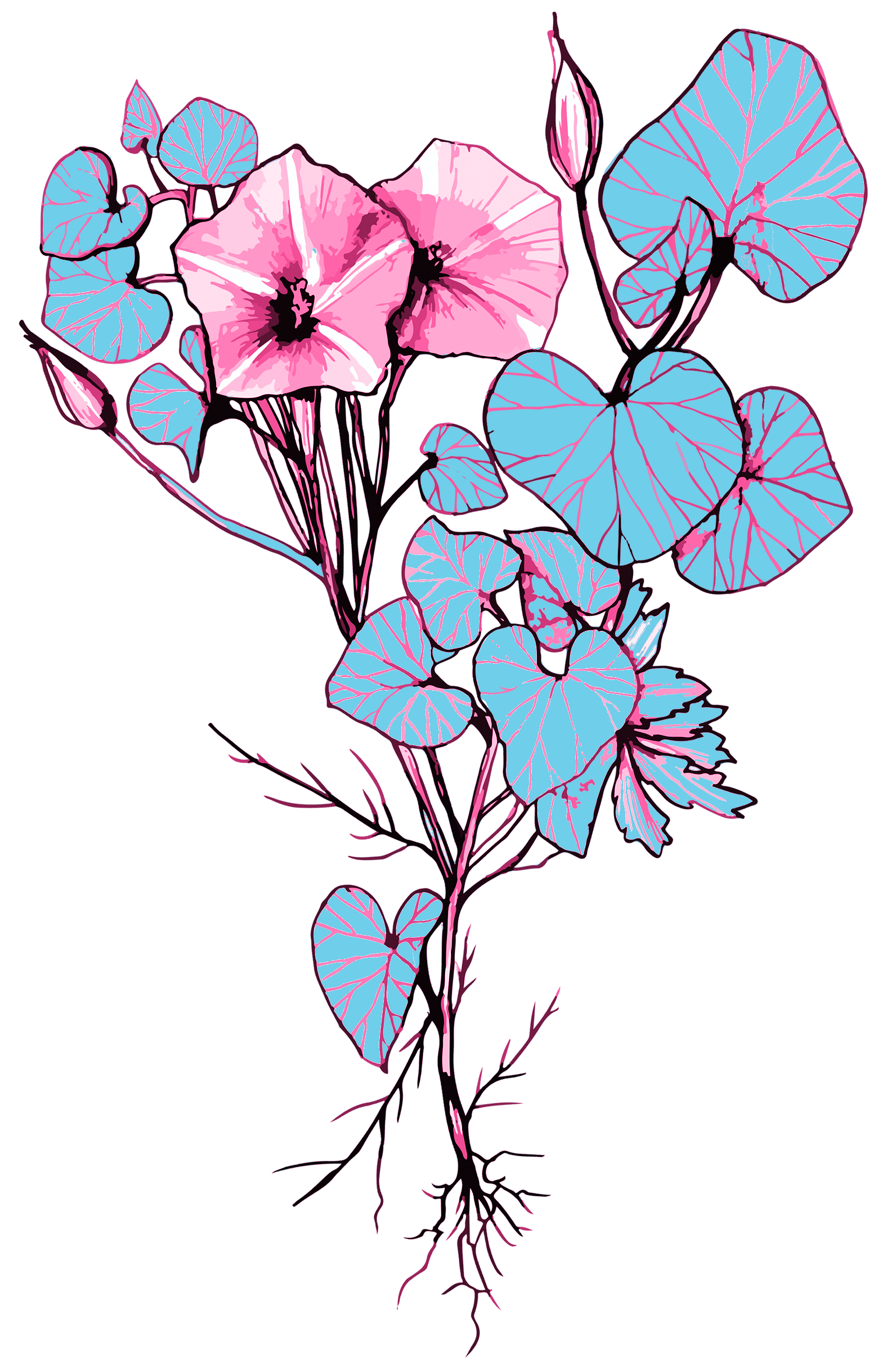 fiore trasp